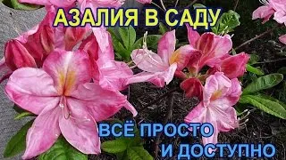 Азалія садові вирощування і догляд, фото, види (вирощування) Азалія садові вирощування і догляд, фото, види