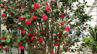 Азалія садові вирощування і догляд, фото, види (азалія) Азалія садові вирощування і догляд, фото, види