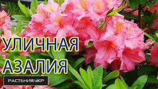 Азалія садові вирощування і догляд, фото, види (садові) Азалія садові вирощування і догляд, фото, види