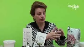 Азалія садові вирощування і догляд, фото, види (догляд) Азалія садові вирощування і догляд, фото, види