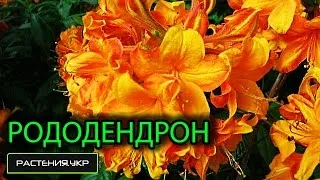 Азалія садові вирощування і догляд, фото, види (види) Азалія садові вирощування і догляд, фото, види