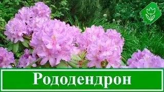 Азалія садові вирощування і догляд, фото, види (Ботанічний Харківського Національного) Азалія садові вирощування і догляд, фото, види