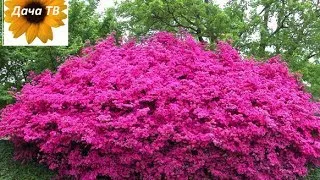Азалія садові вирощування і догляд, фото, види (вирощування) Азалія садові вирощування і догляд, фото, види