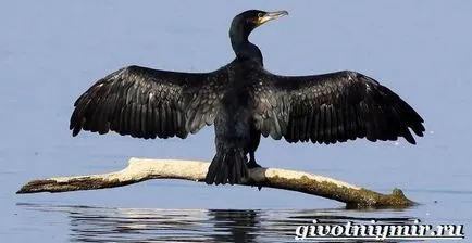 Баклан птах