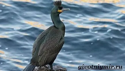 Баклан птах