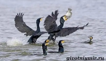Баклан птах