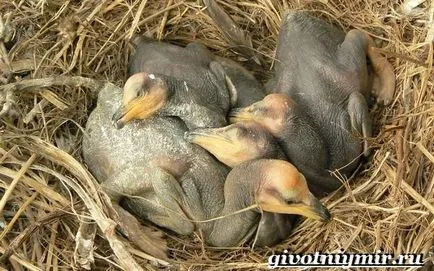 Баклан птах