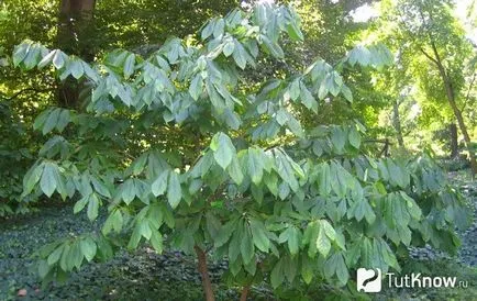 Азіміна - вирощування аннони в домашніх умовах (аннона) Азіміна - вирощування аннони в домашніх умовах