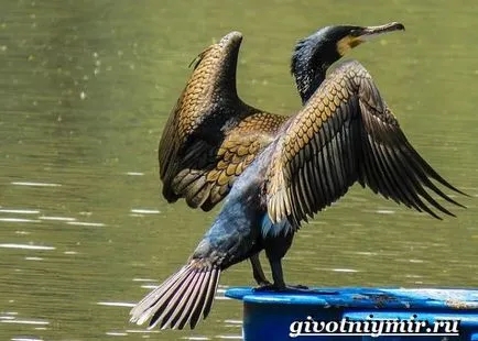 Баклан птах
