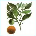 Бігардія - ароматерапія, ефірні масла і їх властивості (ефірні) Бігардія - ароматерапія, ефірні масла і їх властивості