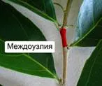 Біологія 6 клас пагони і бруньки (від-мі-ра-ет зростання про-дол-жа-ет-ся) Біологія 6 клас пагони і бруньки