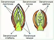 Біологія 6 клас пагони і бруньки (moodle) Біологія 6 клас пагони і бруньки