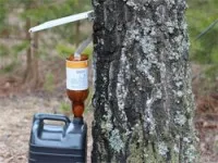 Березовий сік - користь і шкода, калорійність (березовий) Березовий сік - користь і шкода, калорійність