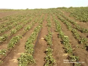 Бізнес на полуниці в селі, план вирощування - бізнес село (план) Бізнес на полуниці в селі, план вирощування - бізнес село