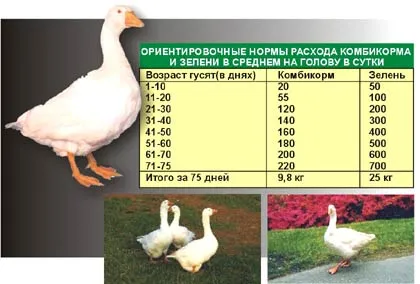 Бізнес план по розведенню і вирощуванню гусей в домашніх умовах (вирощування) Бізнес план по розведенню і вирощуванню гусей в домашніх умовах