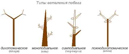 Біологія 6 клас пагони і бруньки (moodle) Біологія 6 клас пагони і бруньки
