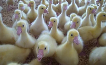 Бізнес план по розведенню і вирощуванню гусей в домашніх умовах (план) Бізнес план по розведенню і вирощуванню гусей в домашніх умовах