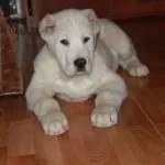 Боксер собака опис породи, характер, фото, ціна, характер і характеристика, будинок собаки (породи) Боксер собака опис породи, характер, фото, ціна, характер і характеристика, будинок собаки