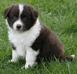 Бордер-коллі (border collie)