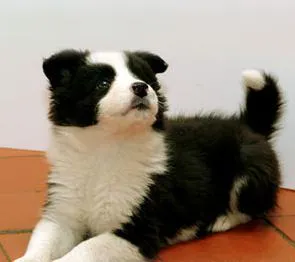 Бордер-коллі (border collie)