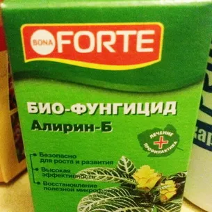 Хвороби і шкідники троянд фото, опис і боротьба з ними, якими засобами можна обробляти (хвороби) Хвороби і шкідники троянд фото, опис і боротьба з ними, якими засобами можна обробляти