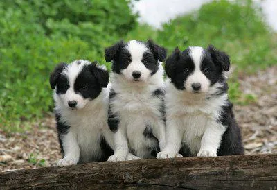 Бордер-коллі (border collie)