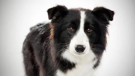 Бордер-коллі (border collie)