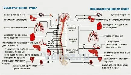 Хвороби голови і мозку (голови) Хвороби голови і мозку
