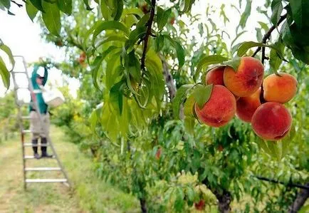 Хвороби персика і їх лікування, боротьба з шкідниками, відео та фото (персика) Хвороби персика і їх лікування, боротьба з шкідниками, відео та фото