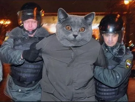 Блогосфера про втрачений кота Медведєва (фото, відео), аді - новини Хакасії (Медведєва) Блогосфера про втрачений кота Медведєва (фото, відео), аді - новини Хакасії