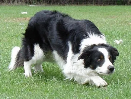 Бордер-коллі (border collie)
