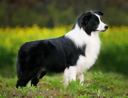 Бордер-коллі (border collie)