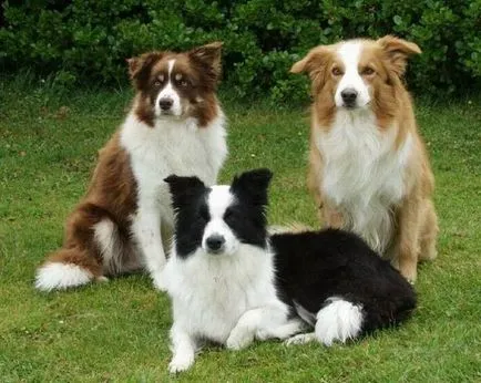 Бордер-коллі (border collie)