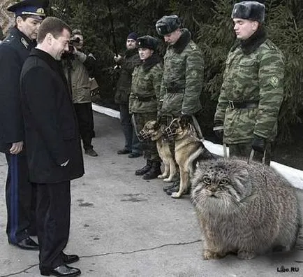 Блогосфера про втрачений кота Медведєва (фото, відео), аді - новини Хакасії (Медведєва) Блогосфера про втрачений кота Медведєва (фото, відео), аді - новини Хакасії