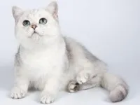 Британський короткошерстий кіт - опис породи, фото (британські короткошерсті кішки) Британський короткошерстий кіт - опис породи, фото