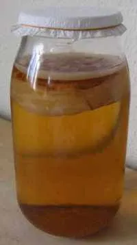 Чайний гриб