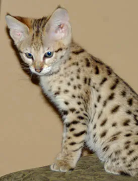 Ціни на кошенят в 2011 році (році) Ціни на кошенят в 2011 році