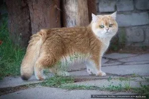 Британська короткошерста кішка - опис, фото, ціна, догляд, сайт «мурло» (британська короткошерста кішка фото) Британська короткошерста кішка - опис, фото, ціна, догляд, сайт «мурло»