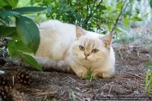 Британська короткошерста кішка - опис, фото, ціна, догляд, сайт «мурло» (кішка) Британська короткошерста кішка - опис, фото, ціна, догляд, сайт «мурло»