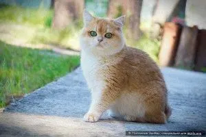 Британська короткошерста кішка - опис, фото, ціна, догляд, сайт «мурло» (британська) Британська короткошерста кішка - опис, фото, ціна, догляд, сайт «мурло»