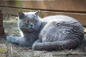 Британська короткошерста кішка - опис, фото, ціна, догляд, сайт «мурло» (британська) Британська короткошерста кішка - опис, фото, ціна, догляд, сайт «мурло»