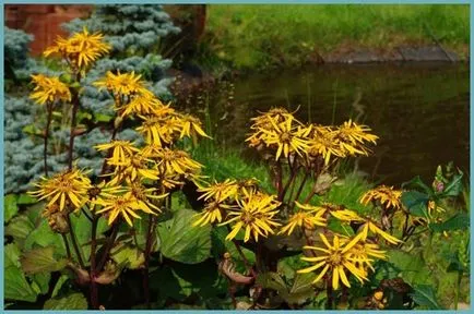 Язичник посадка і догляд у відкритому грунті, фото видів і сортів (язичник) Язичник посадка і догляд у відкритому грунті, фото видів і сортів