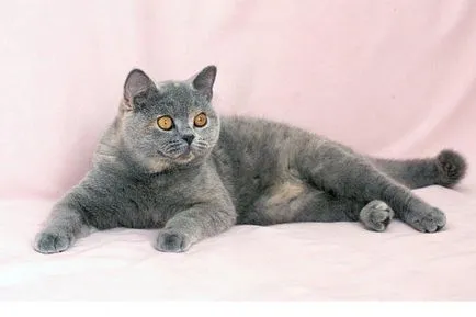 Британський короткошерстий кіт - опис породи, фото (породи) Британський короткошерстий кіт - опис породи, фото