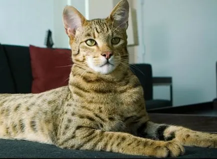Ціни на кошенят в 2011 році (2011) Ціни на кошенят в 2011 році
