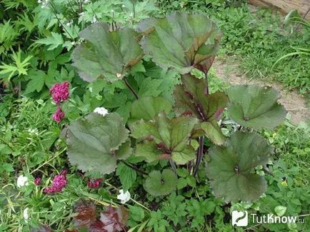 Язичник посадка і догляд за лігуляріей (лігулярія) Язичник посадка і догляд за лігуляріей
