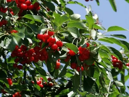 C чим посадити аґрус в саду, щоб отримати багатий врожай (сусідом агрусу буде) C чим посадити аґрус в саду, щоб отримати багатий врожай