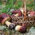 Чим лікувати застуду при грудному вигодовуванні які ліки можна приймати мамі, що годує (застуду) Чим лікувати застуду при грудному вигодовуванні які ліки можна приймати мамі, що годує