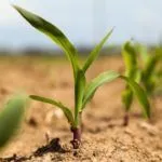 Через скільки днів сходить кукурудза після посіву (днів) Через скільки днів сходить кукурудза після посіву