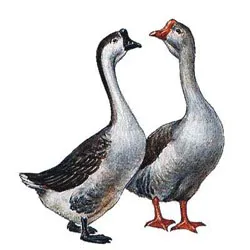 Чим годувати гусей все для дачника (Важливо їдять гуси) Чим годувати гусей все для дачника