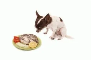 Чим не можна годувати собаку чому собакам не можна давати ті чи інші продукти (чому) Чим не можна годувати собаку чому собакам не можна давати ті чи інші продукти